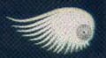 Plastic Eyelash Wing - White - sold per pair of 2 wings